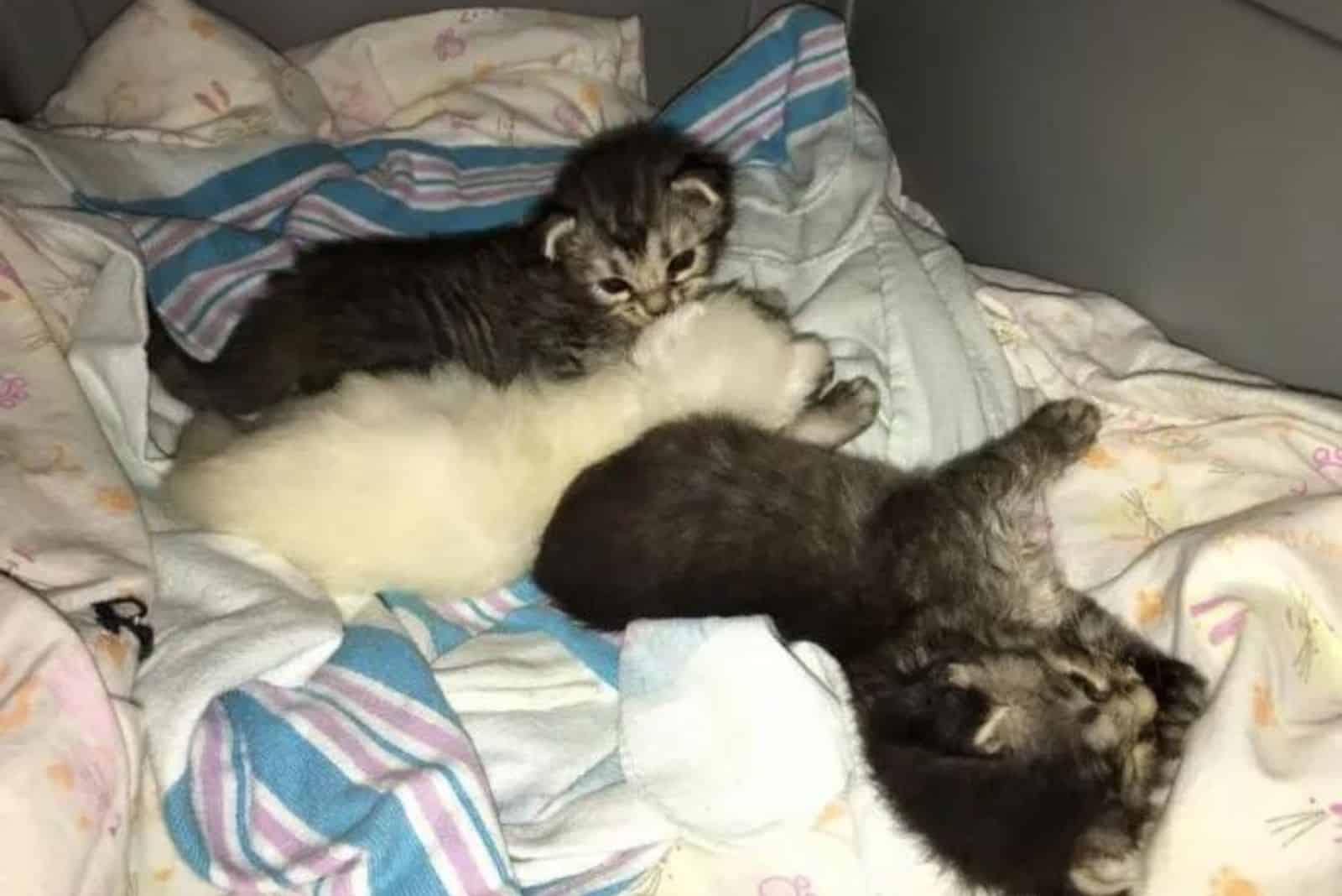 cute kittens on the sheets