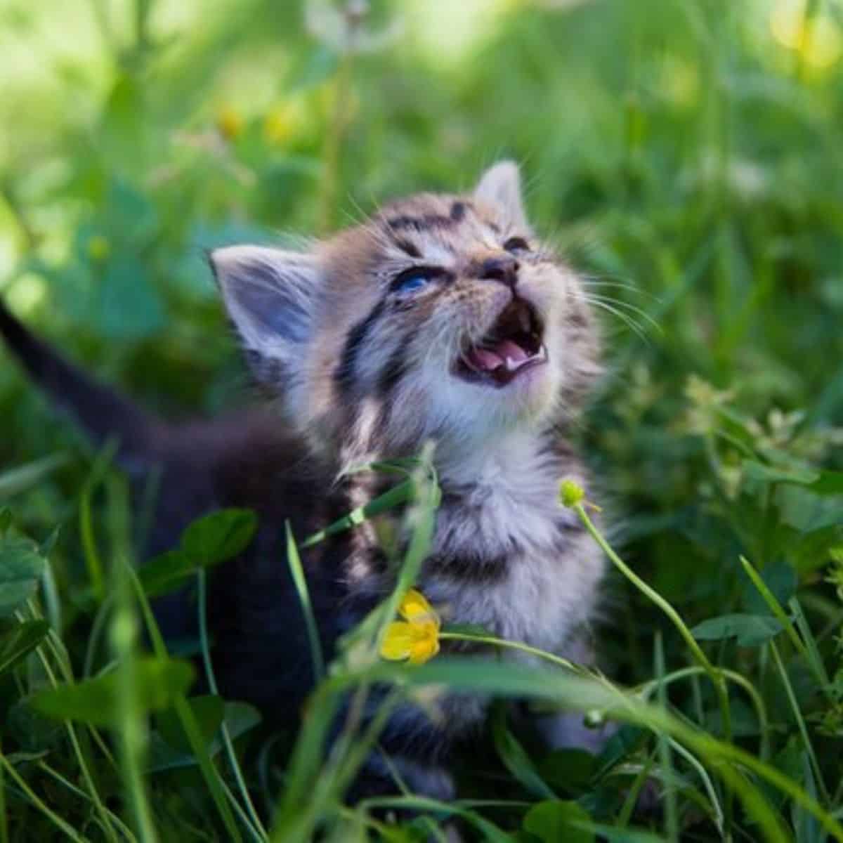 cute newborn cat