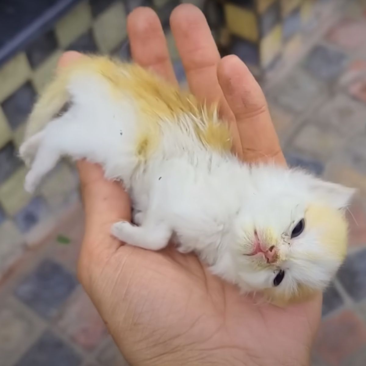 cute newborn kitten