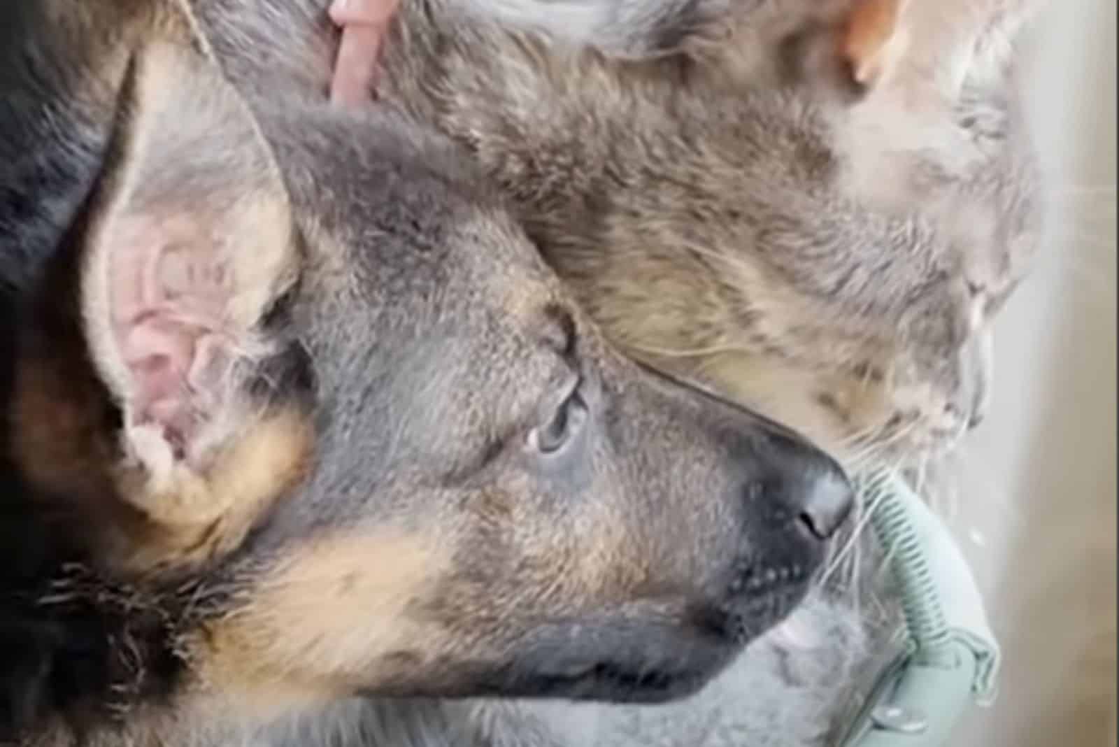 cute photo of a dog and cat who adopted him