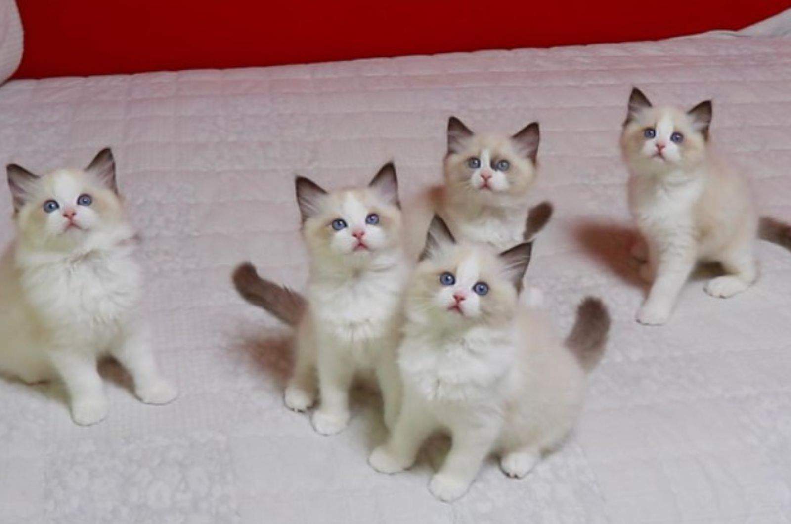 cute ragdoll kittens