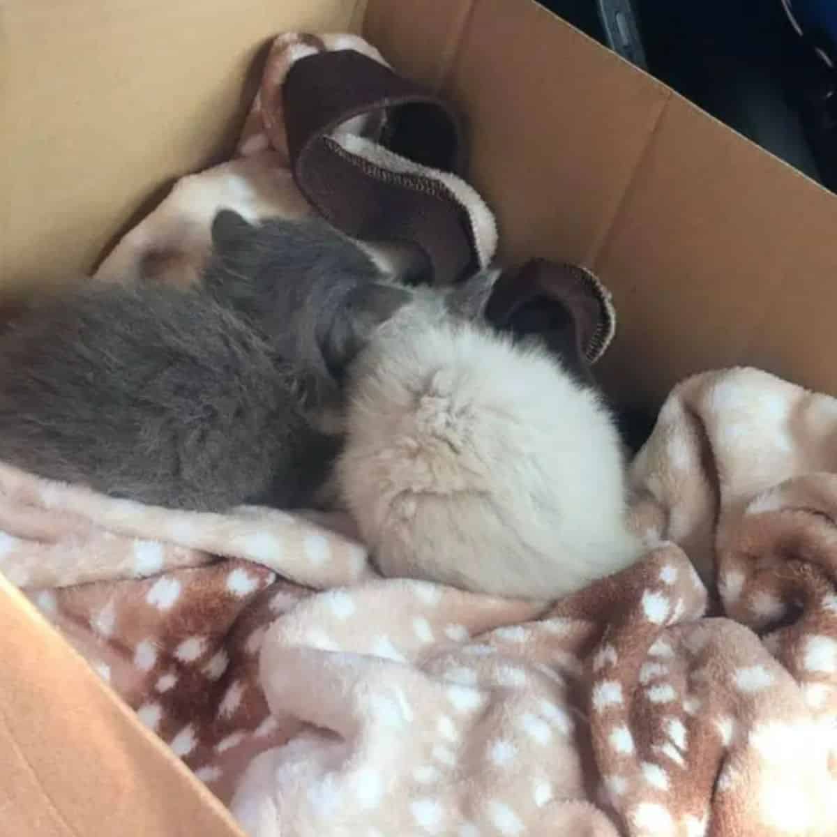 cute rescued kittens in a box