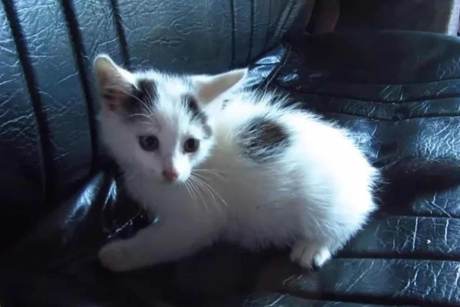 cute white kitten