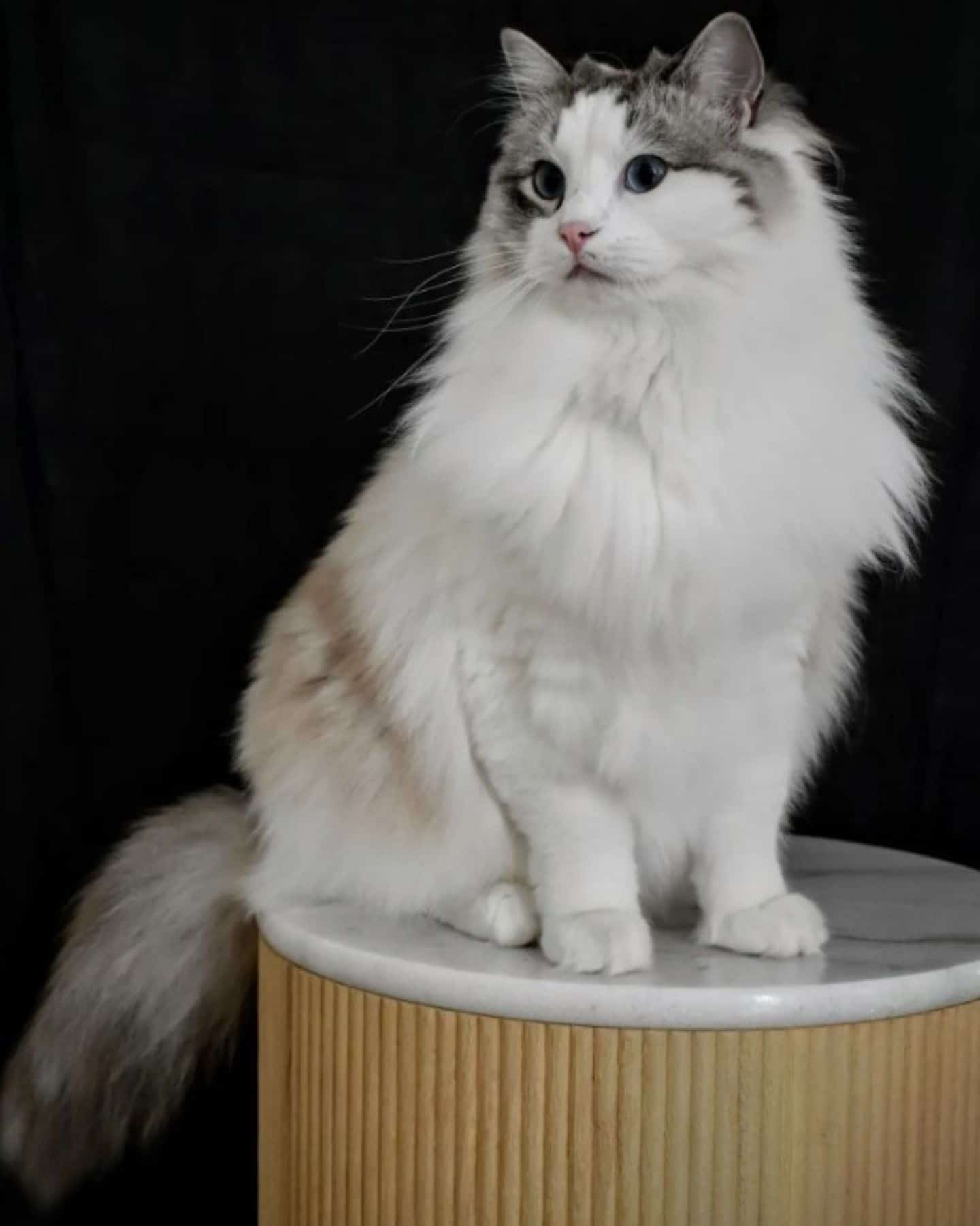 cute white ragdoll cat posing for picture