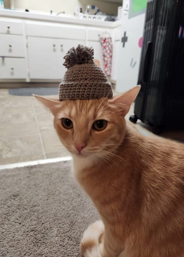 cute yellow cat with a cap on its head