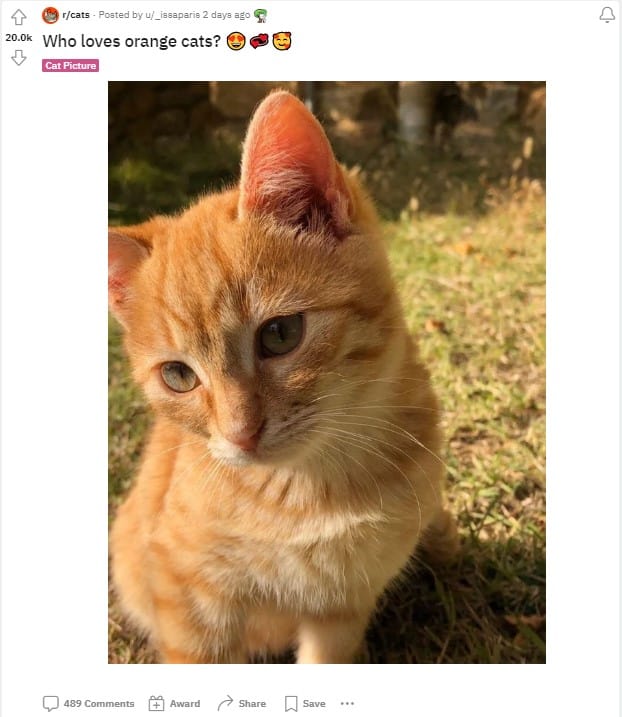 cute yellow kitten sitting on the grass