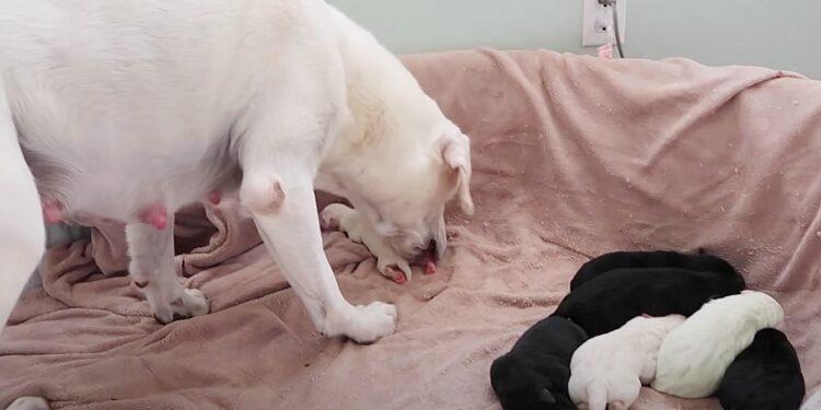 Mother Dog Cares for Smallest Puppy as Worried Owner Observes