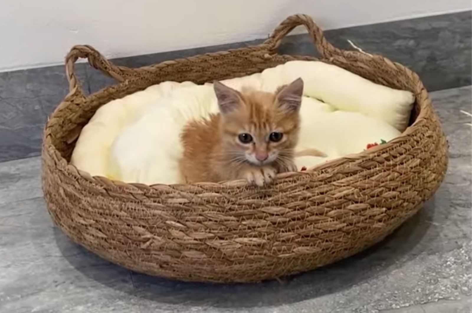 disabled cat sitting in basket