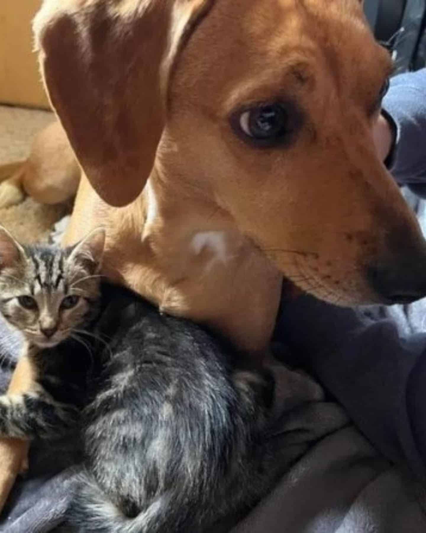 dog and cat laying together