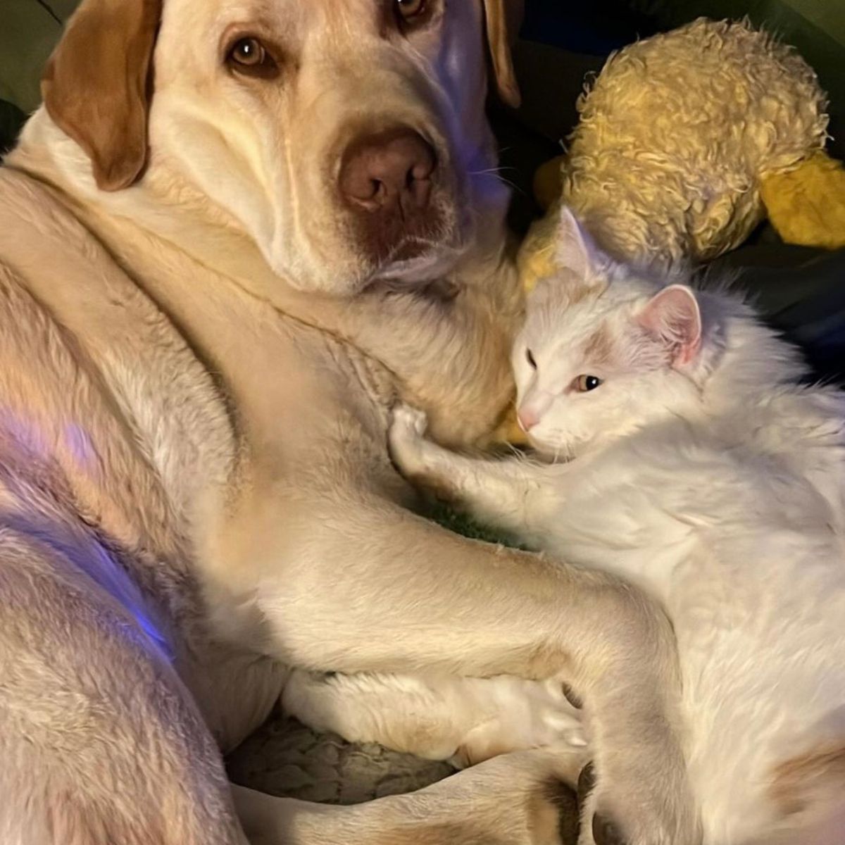 dog and cat laying together