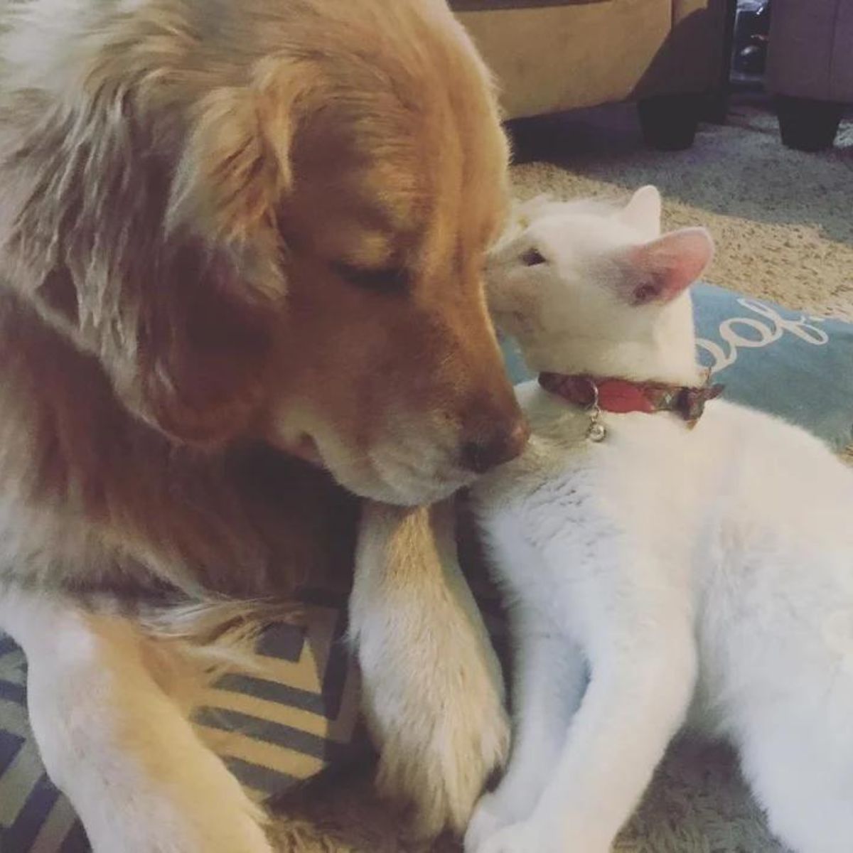 dog and cat sniffing each other