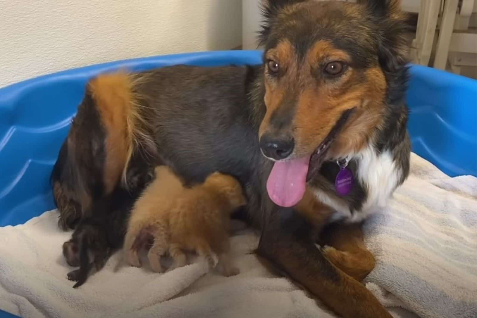 dog breast feeding kittens