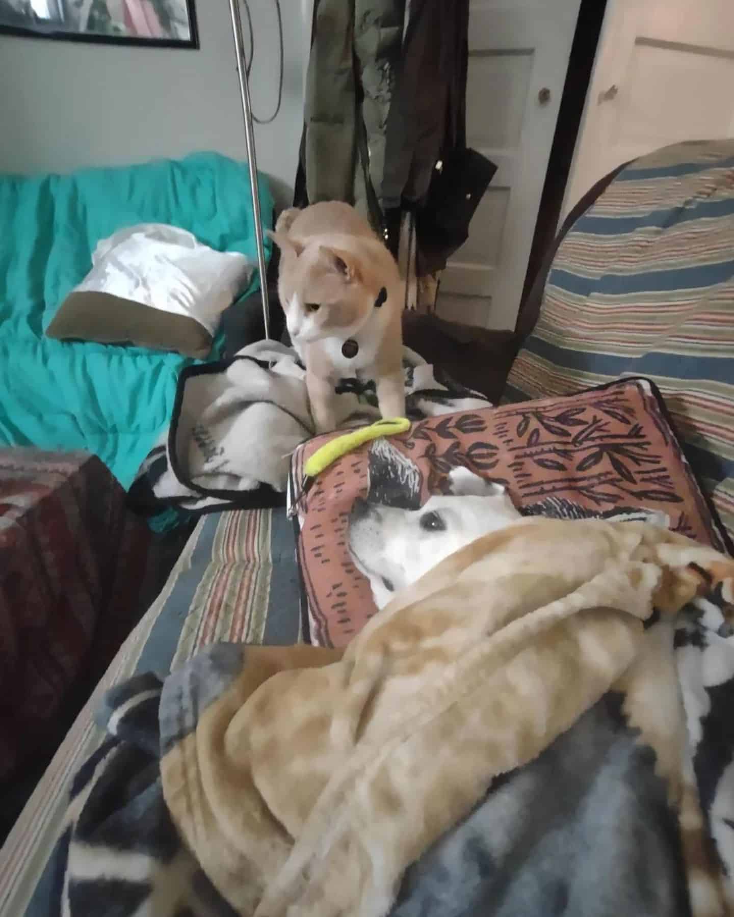 dog laying and cat standing in the house