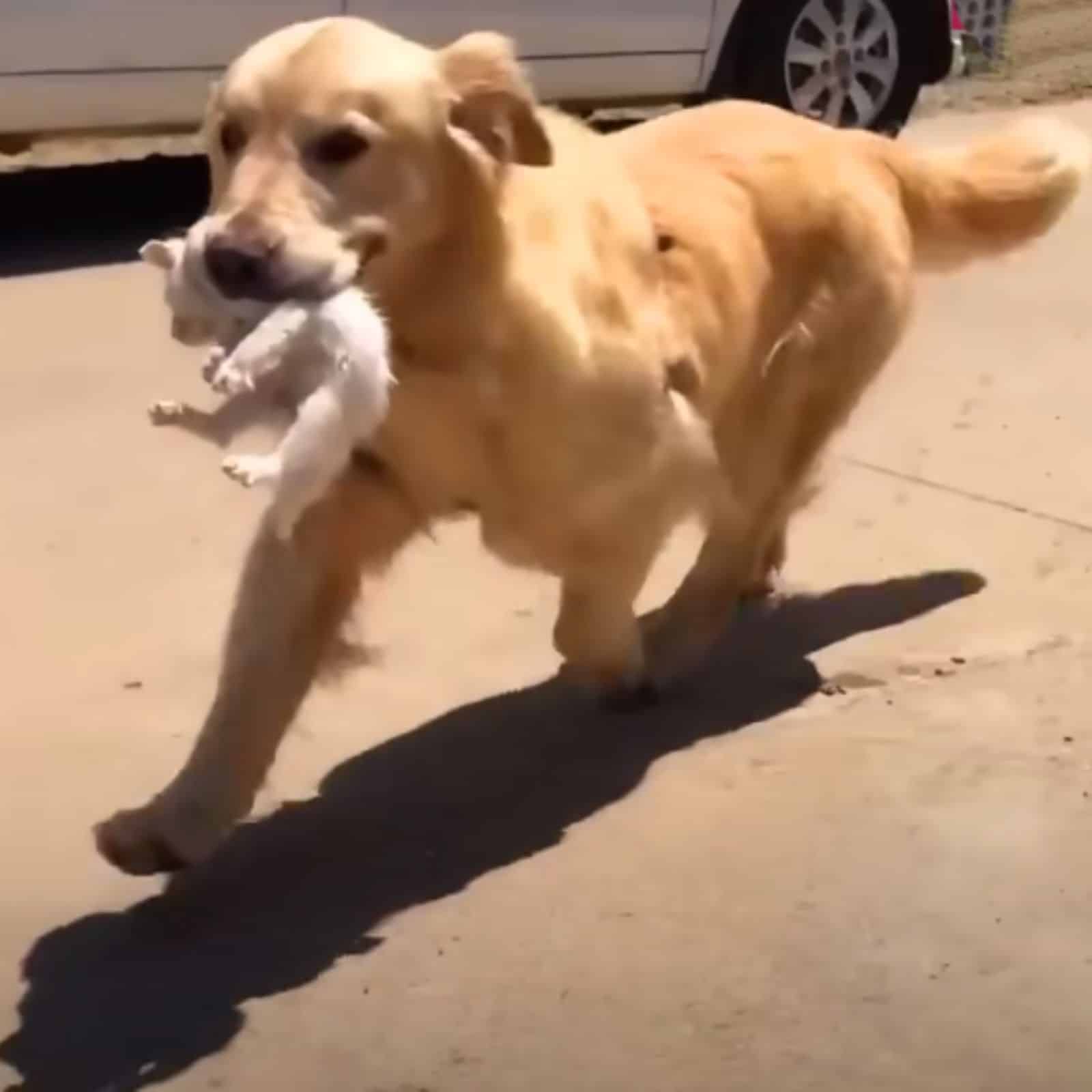 dog running with kitten in mouth