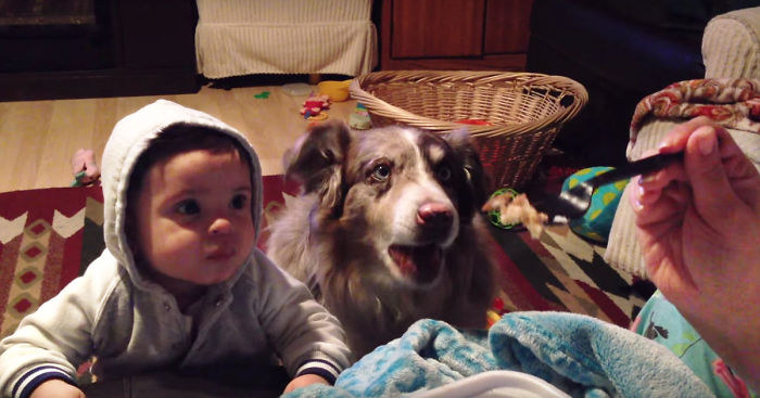 Mom Tries to Make Her Baby Say ‘Mama,’ but the Dog Amusingly Says It Before the Baby.