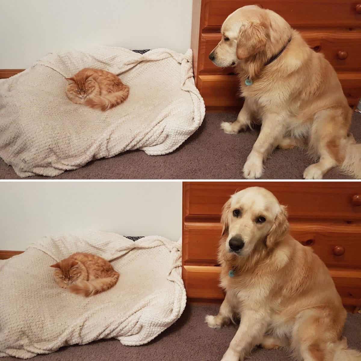 dog sitting next to cat lying in dog bed