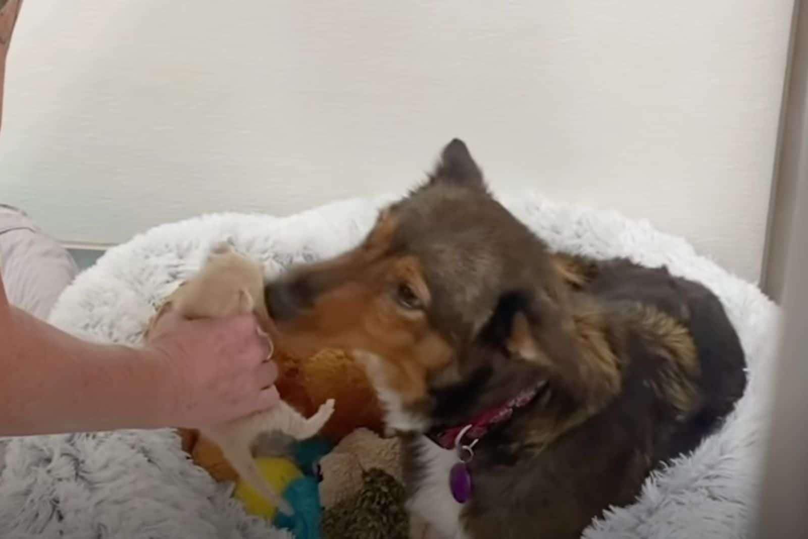 dog sniffs small kitten