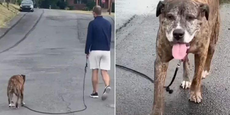 The Entire Town Gathered For Mellow’s Final Walk, Defeated By Cancer