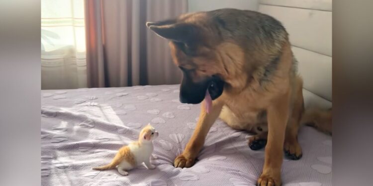 German Shepherd Listens To Kitten’s ‘Meow’ And His Adorable Confusion Will Touch Your Heart