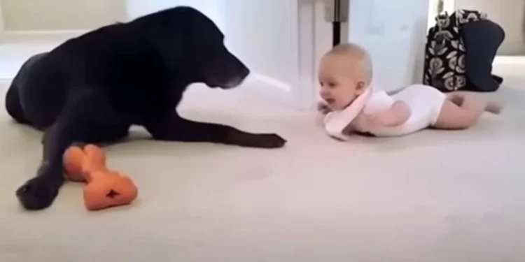 Dad Captures Baby’s First Crawl, Dog’s Loving Reaction Gets 29M Views