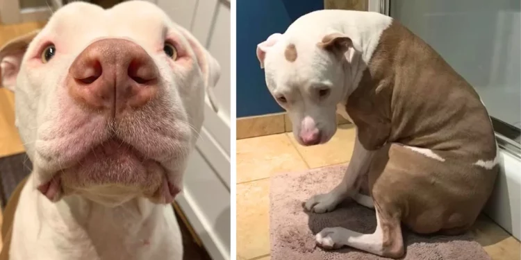 Rescue Pittie Notices Mom’s Sadness And Finds The ‘Sweetest’ Method To Comfort Her