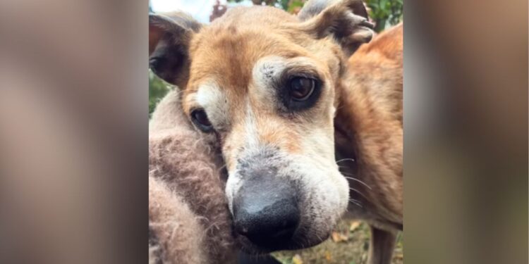 Heartbroken Senior Dog Waits in Driveway for Owner Who Won’t Return