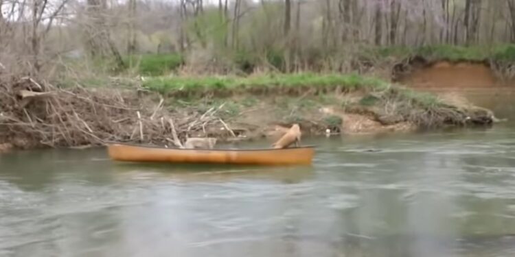 Remarkable Rescue: Labrador Retriever Saves Two Dogs from Drifting Canoe