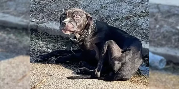 A Helpless, Starving Pup Lies On The Curb, Hoping For Help