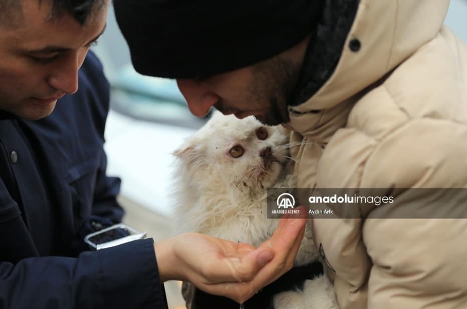 earthquake survivors helping a cat