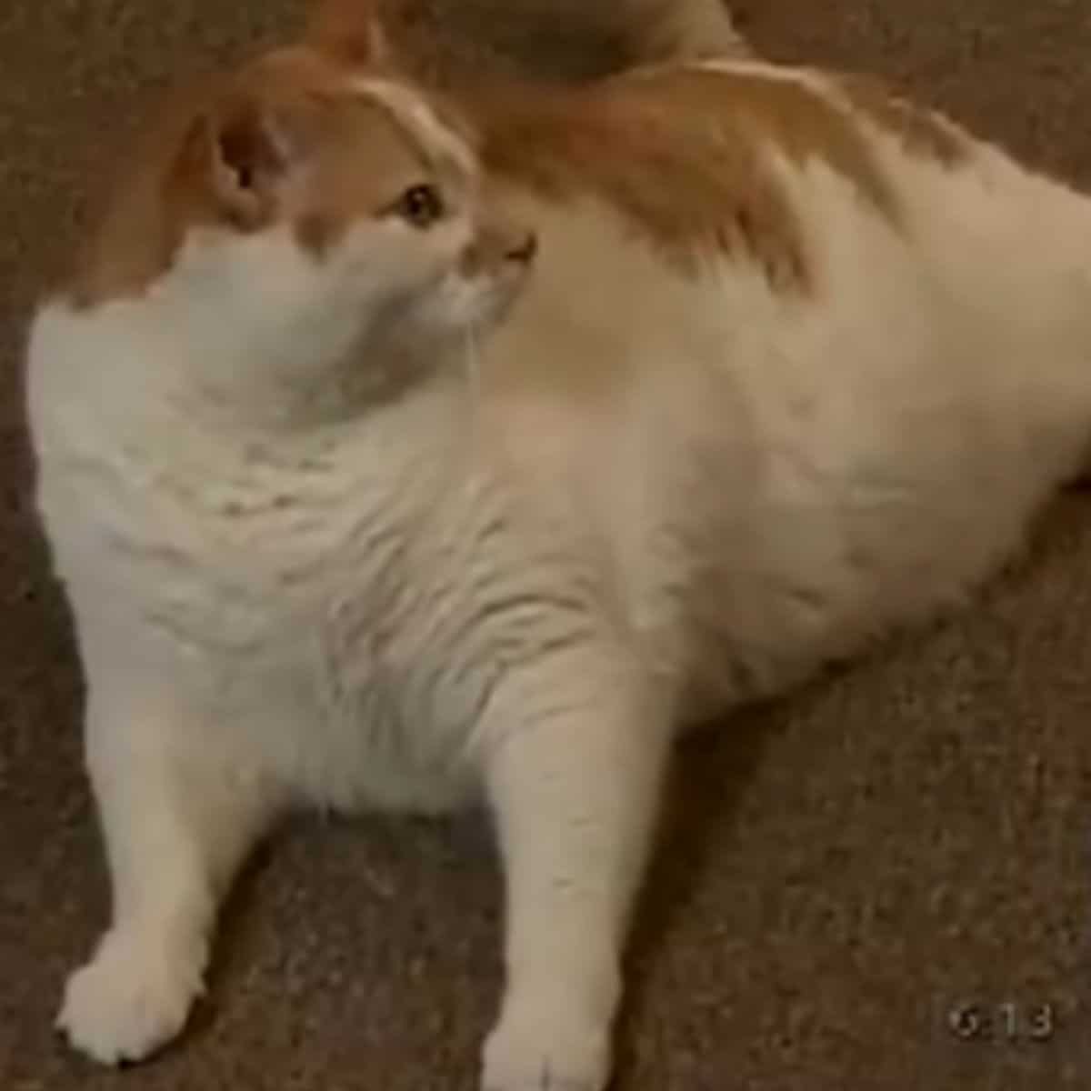 fat cat laying