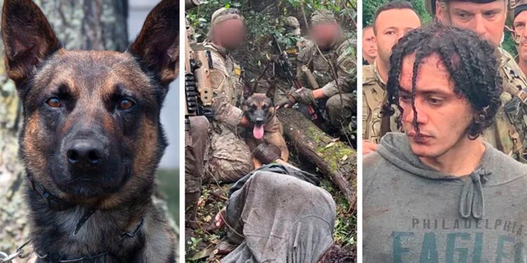 K9 Police Dog Captures Escaped Convict in Just 5 Minutes