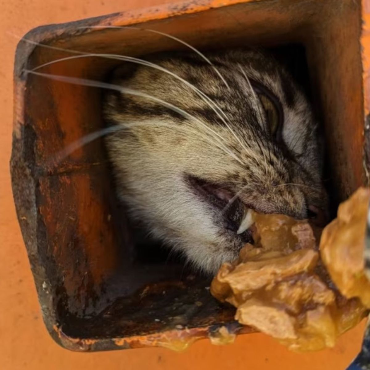 feeding a cat