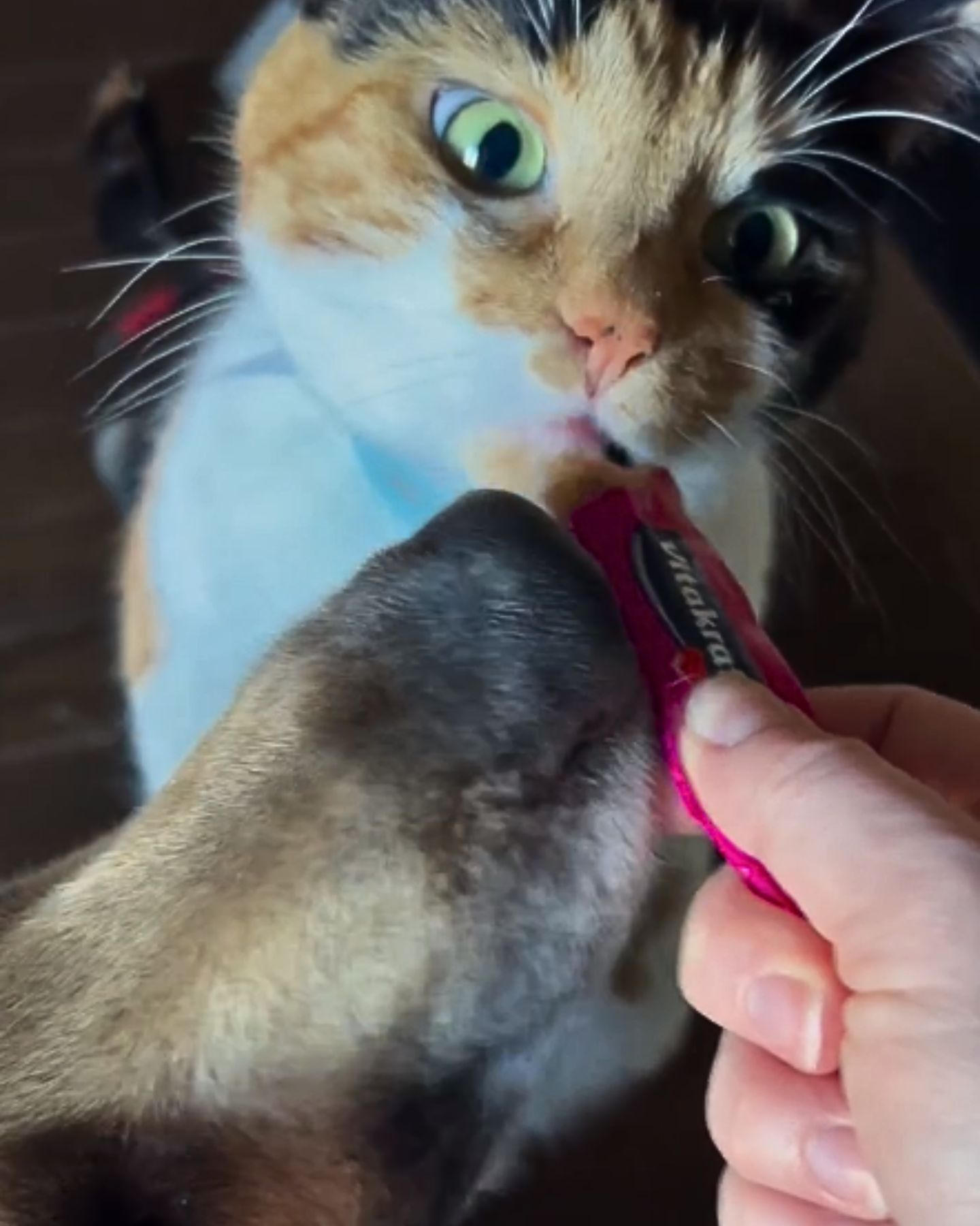 feeding cat and dog