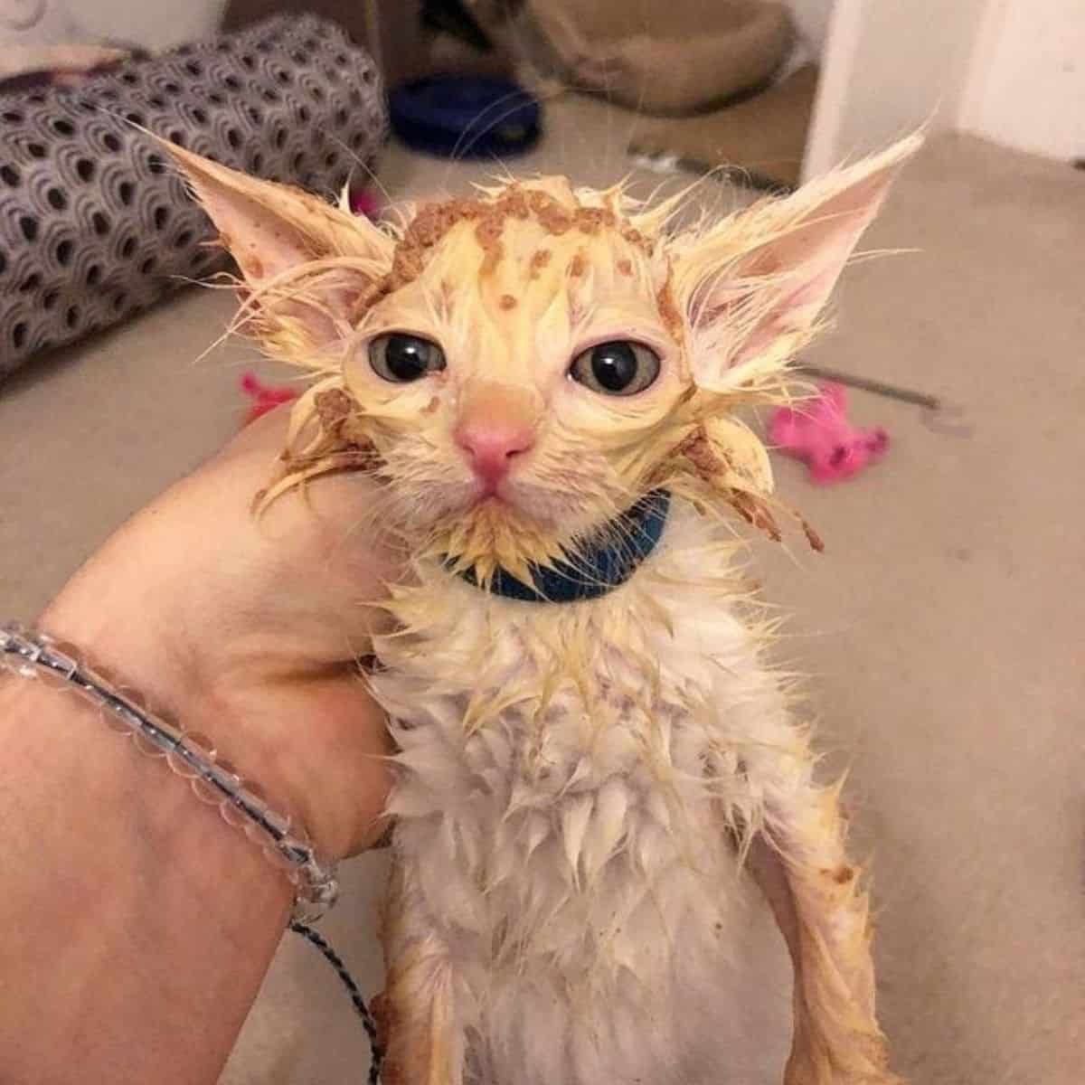 female hand holding a kitten with cat food all over him