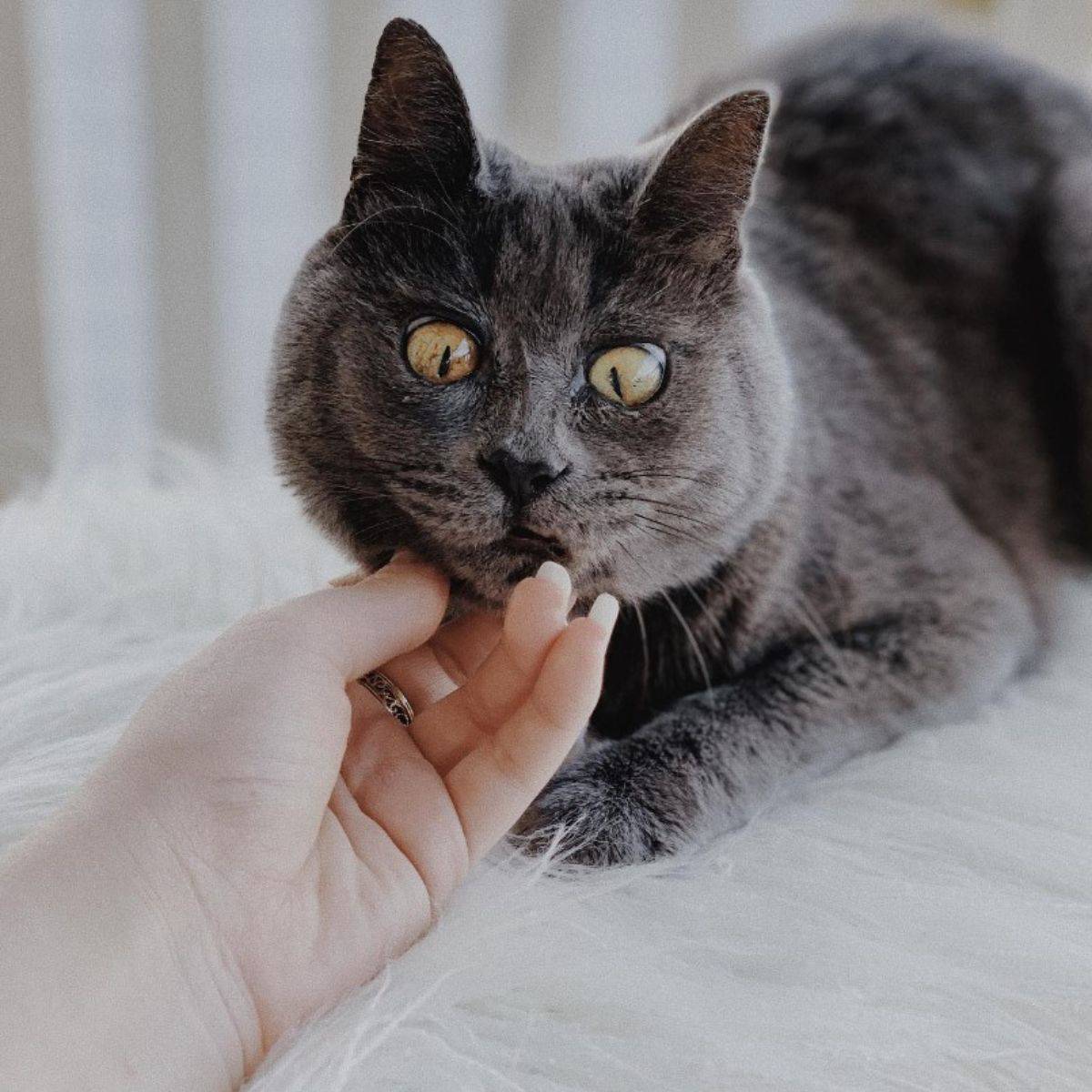 female hand petting the cat