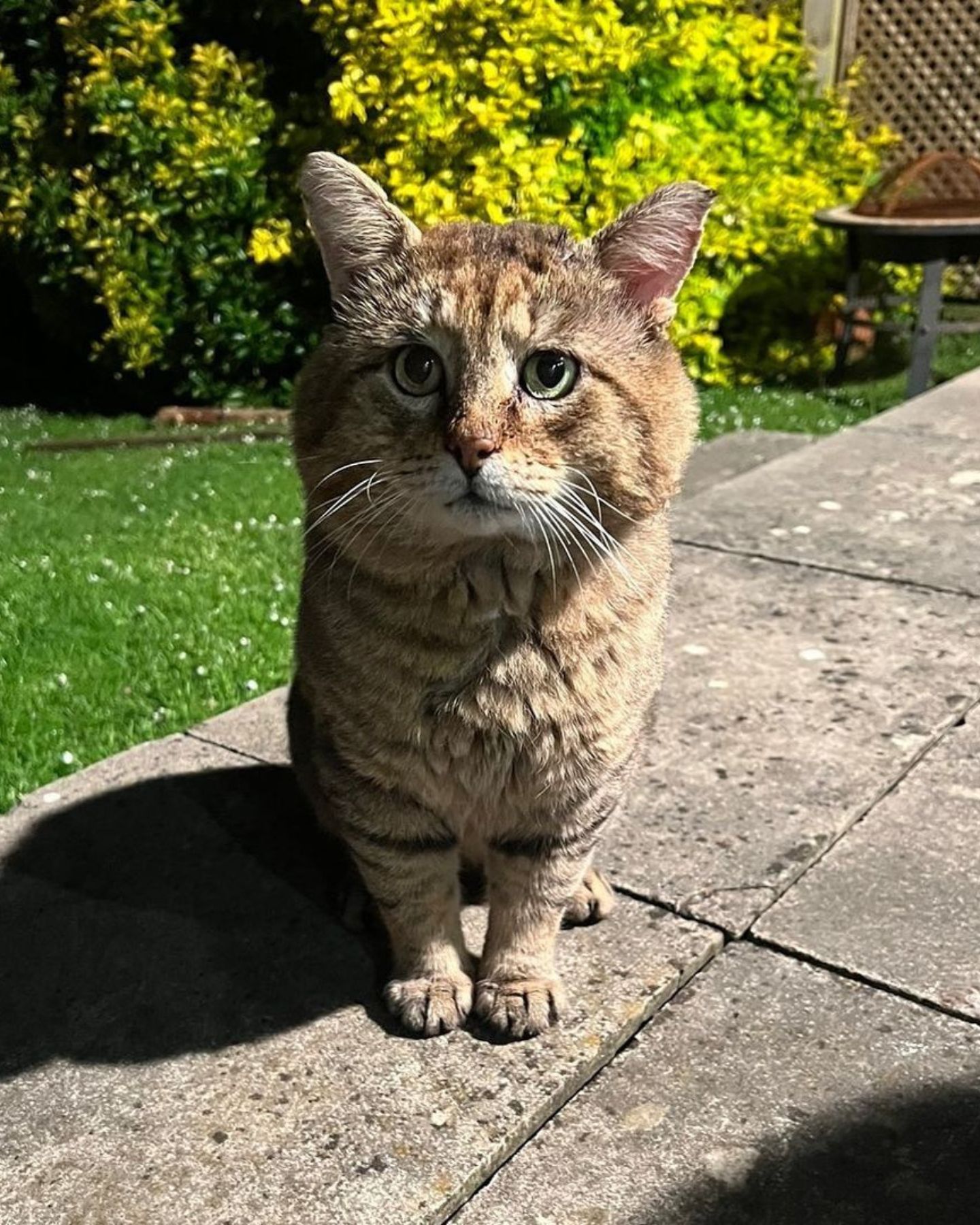 feral cat in garden