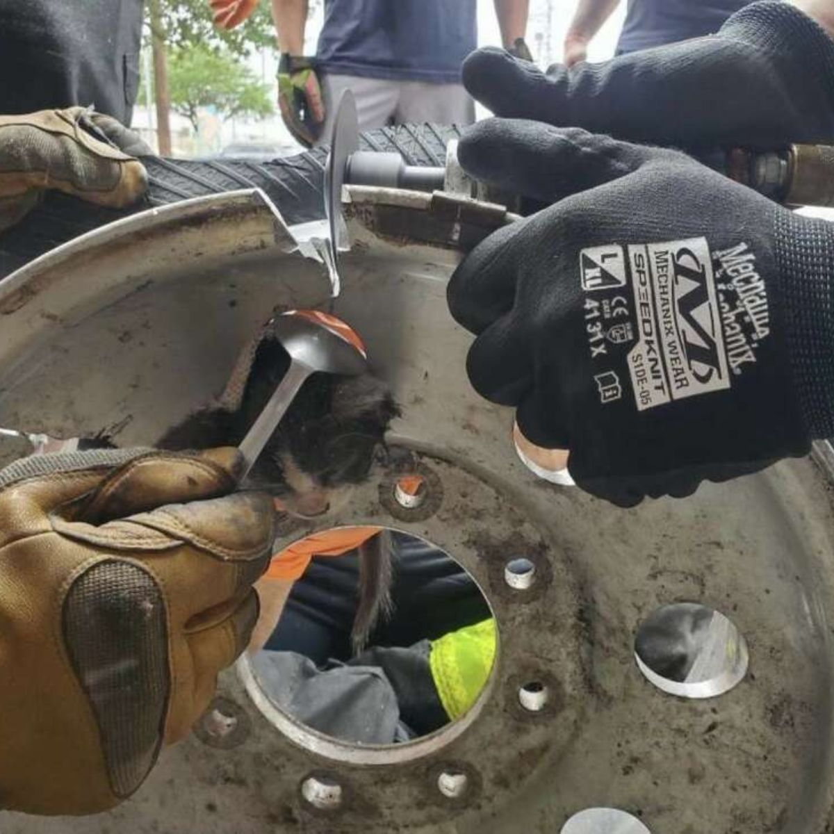 firefighters rescuing kitten