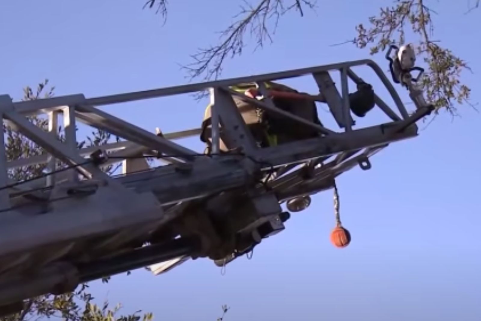 firefighters rescuing stucked cat on tree