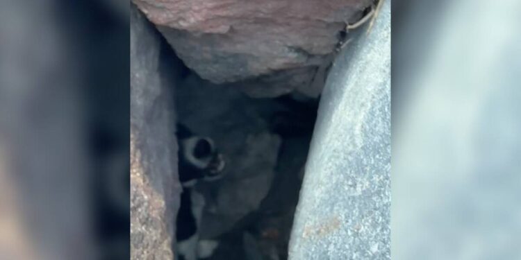 Loud Whimpers Lead Men to Find Snout Stuck Beneath Rocks