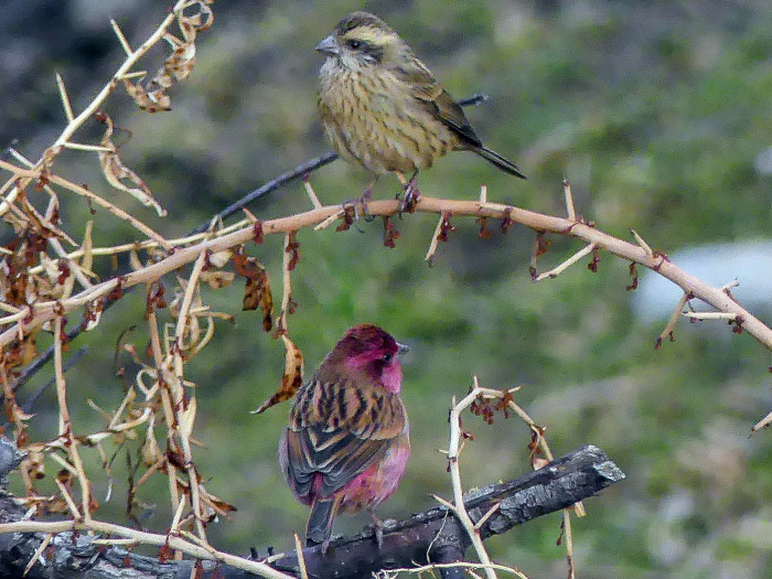 The pink-browed rosefinch is a bird that is almost too beautiful to be true.