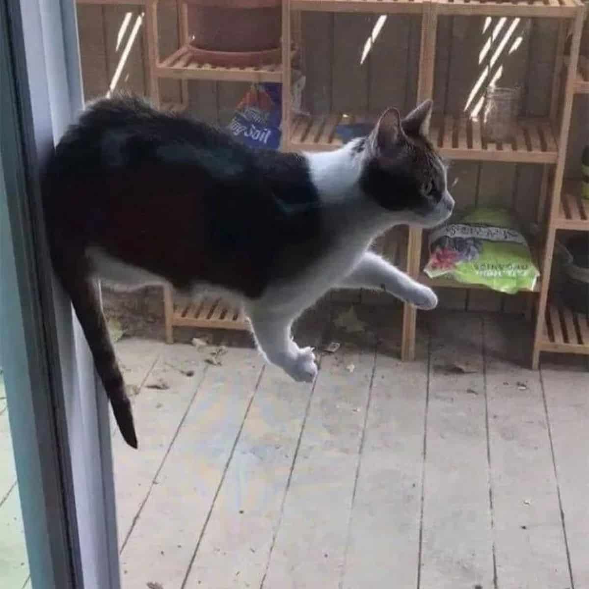 floating cat