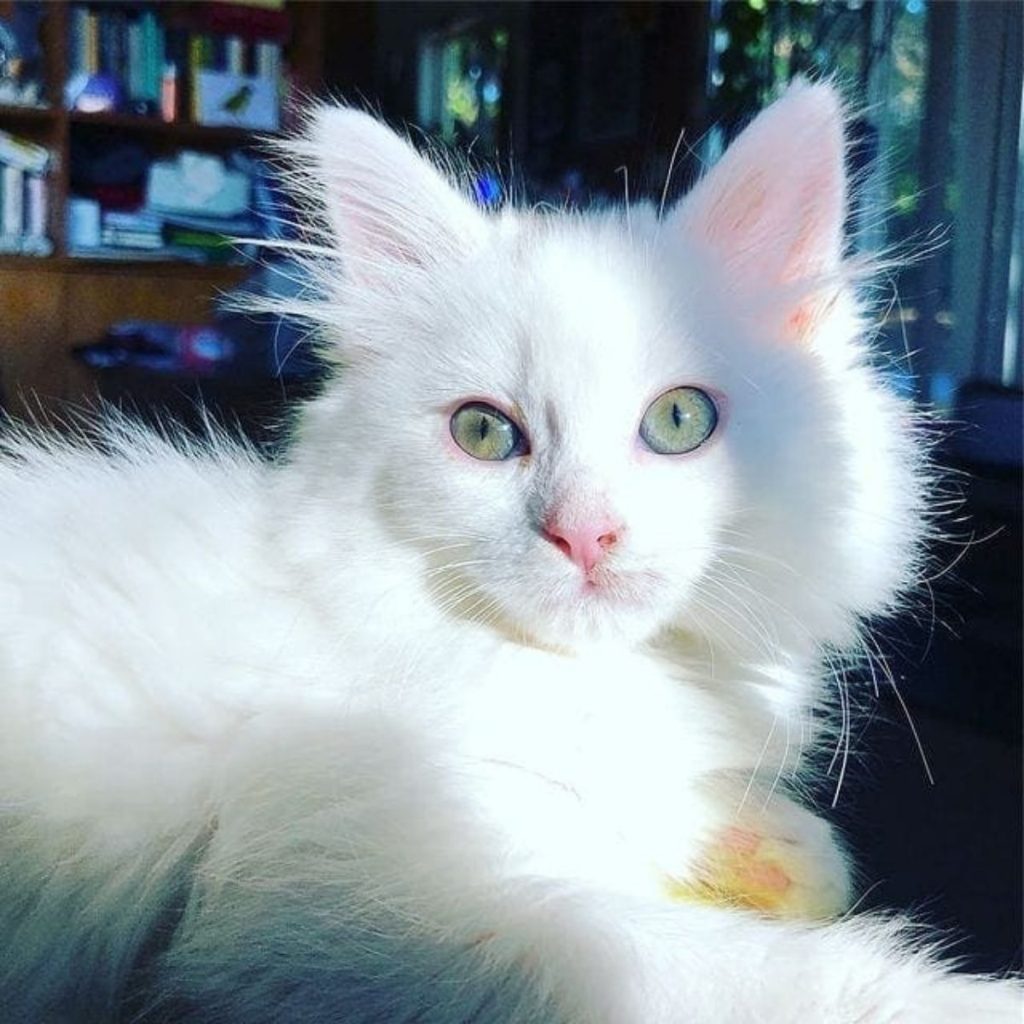 fluffy kitten lying in the sun