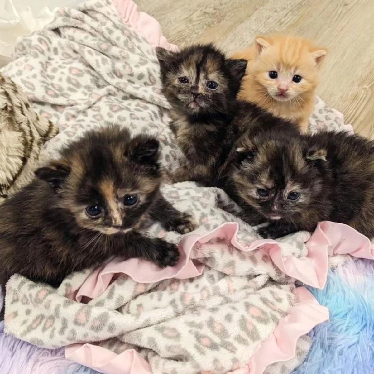 four kittens