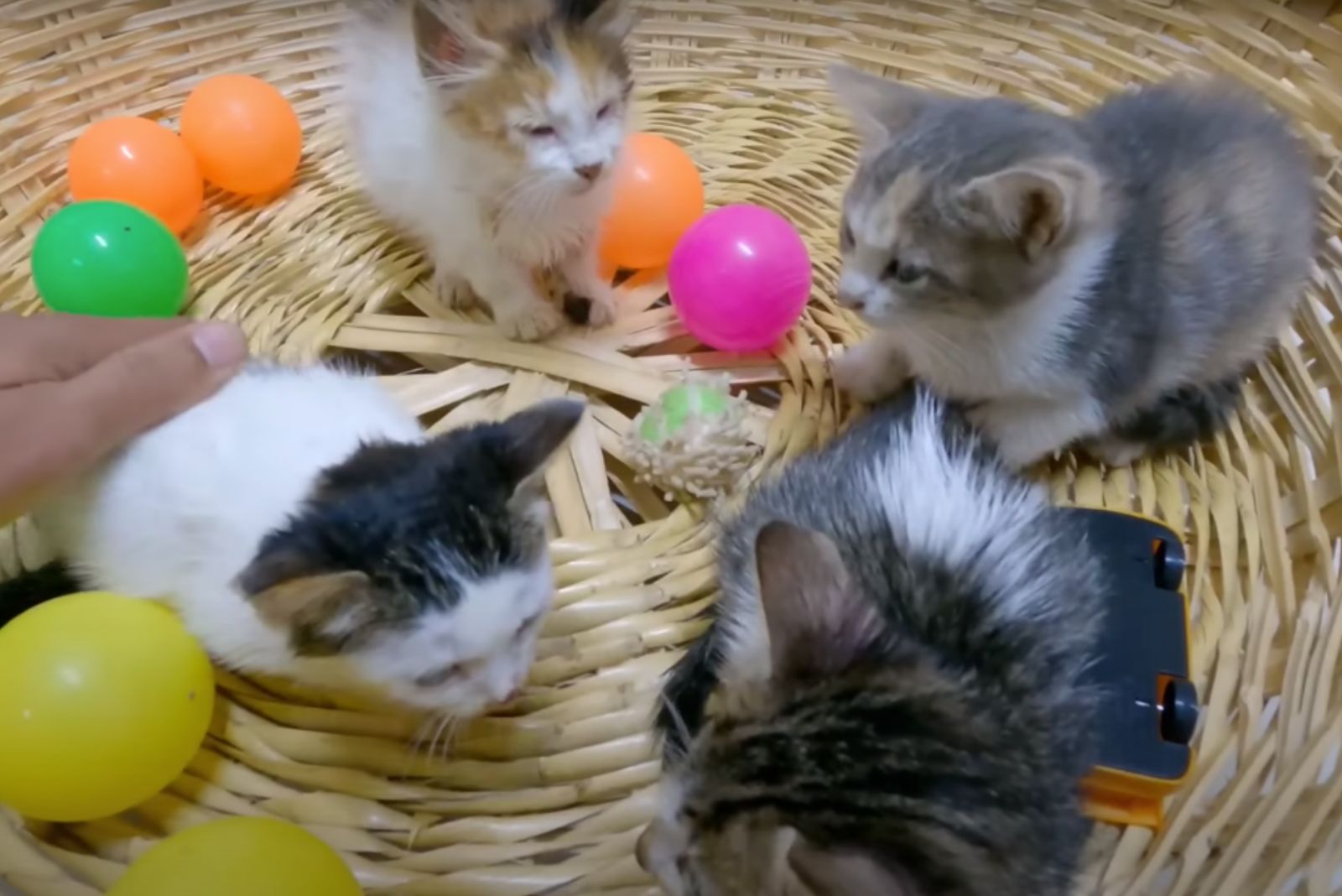 four kittens in a basket