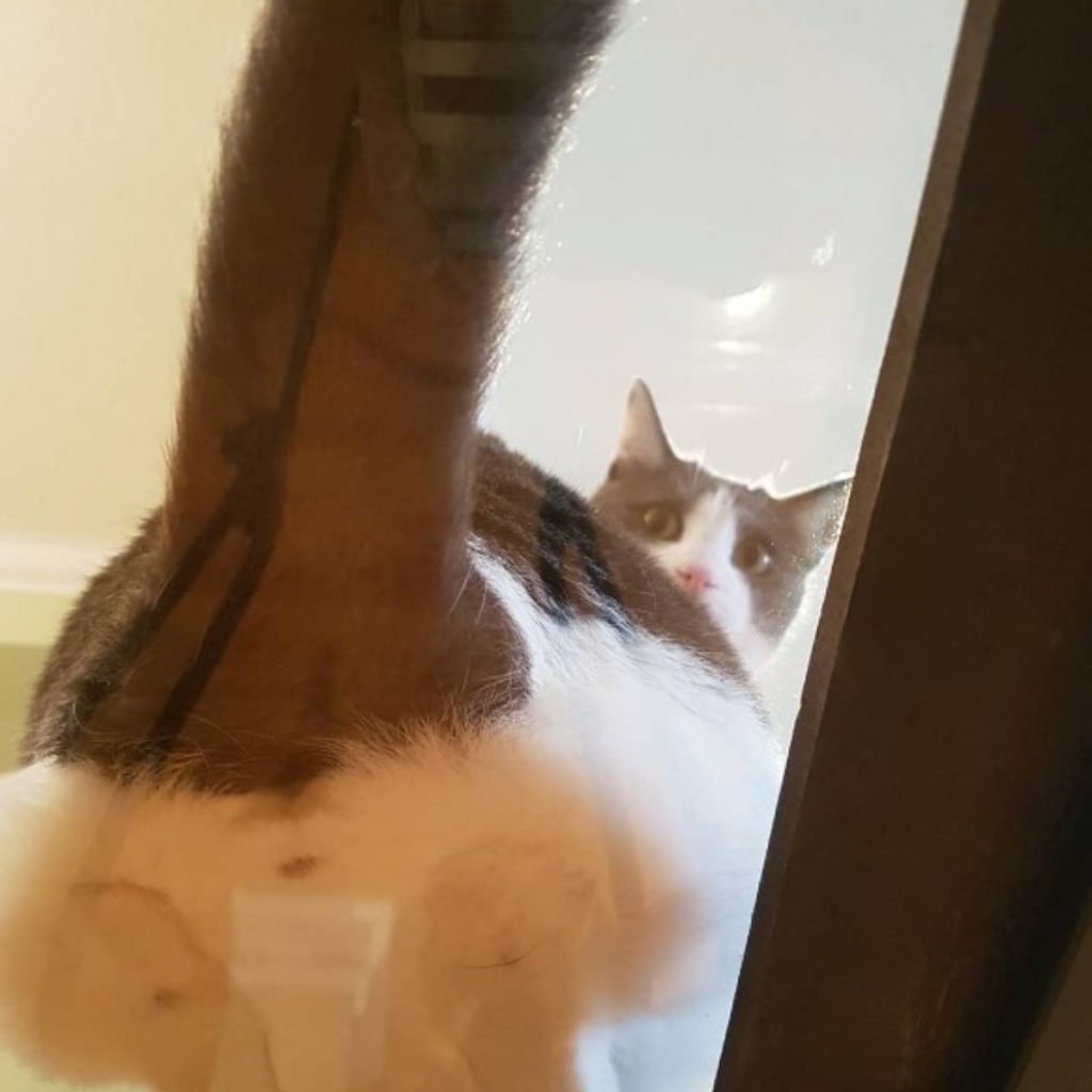 funny black and white cat on glass