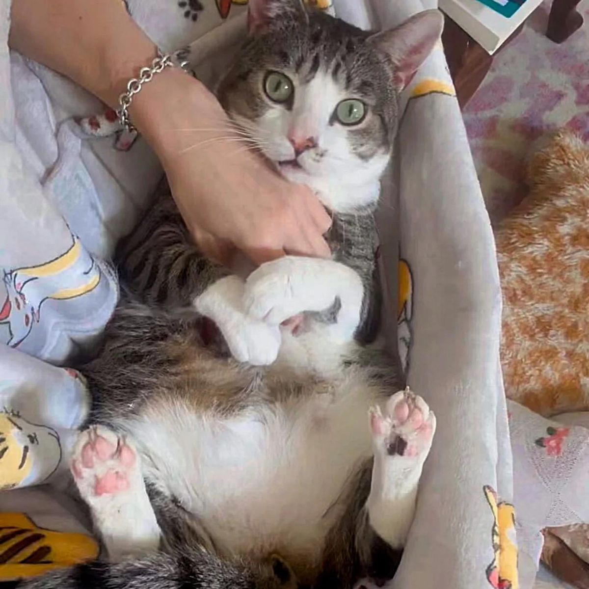 funny cat being snuggled by woman