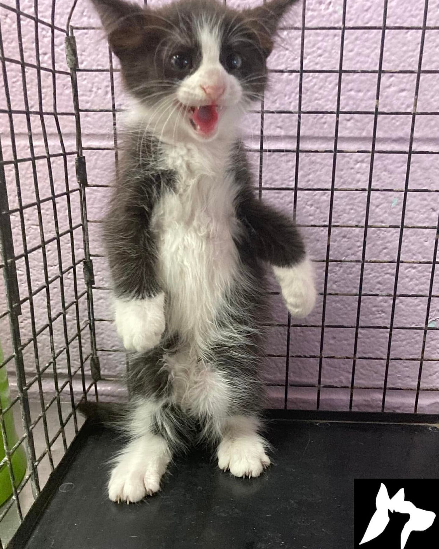 funny cat in cage