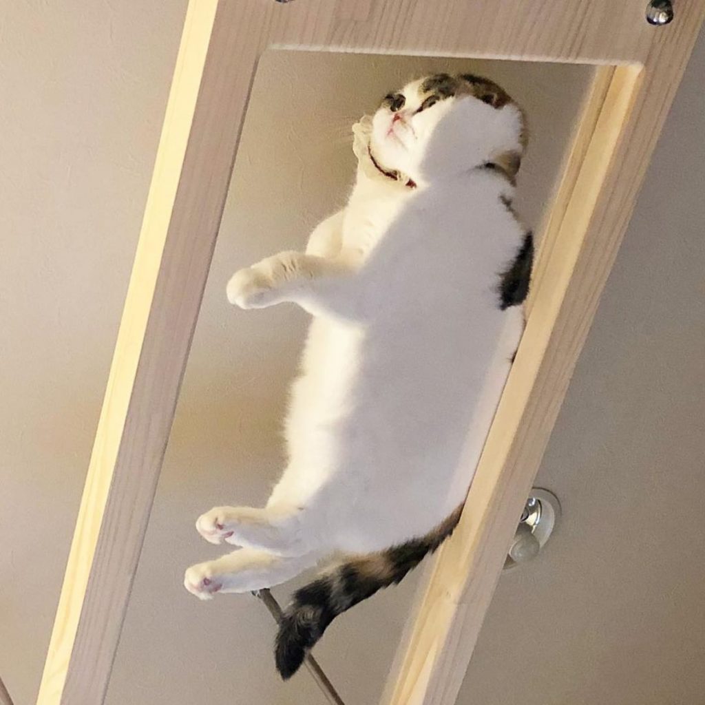 funny cat lying on glass