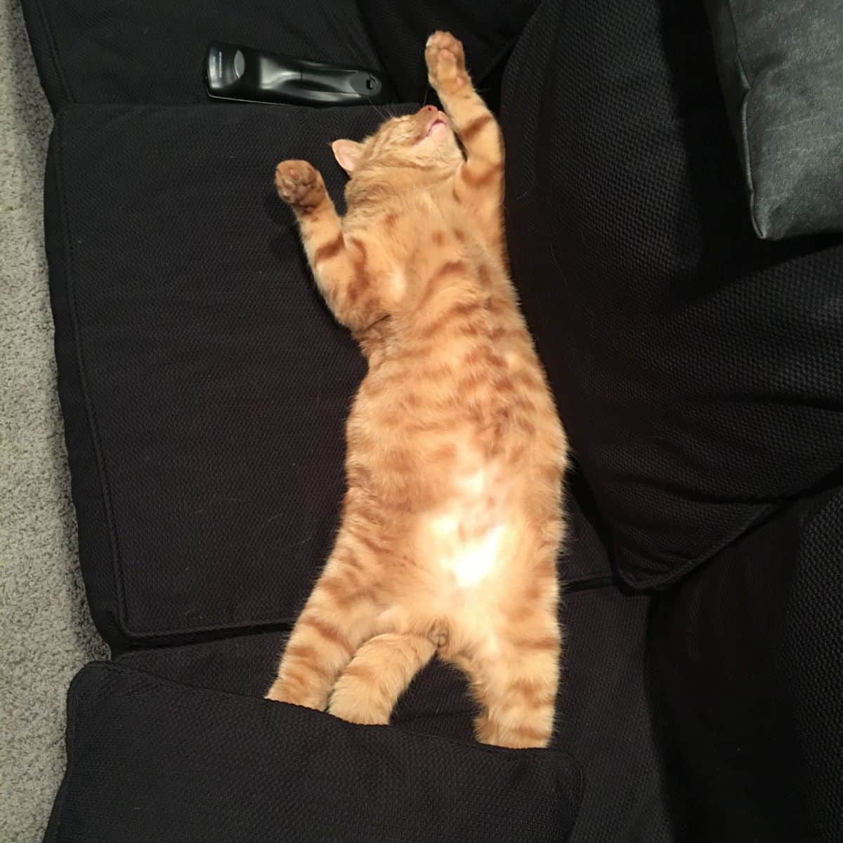 funny cat sleeping