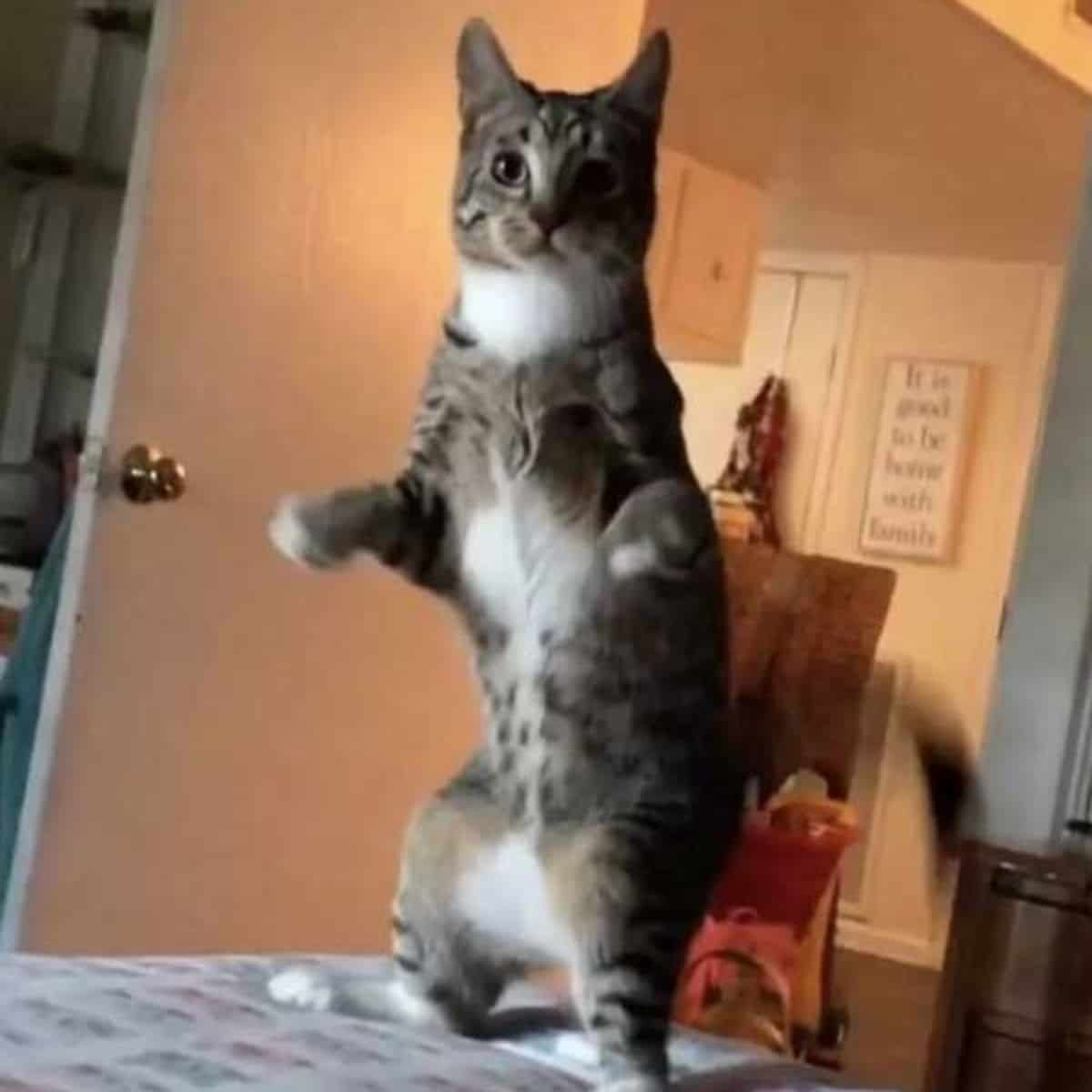 funny cat standing